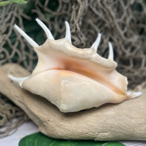 XL Spider CONCH SEASHELL Collector Display Shell nautical Decor beach coastal - Picture 5 of 16